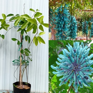 Cây giống hoa móng cọp xanh cây 50cm, hoa lạ quý hiếm