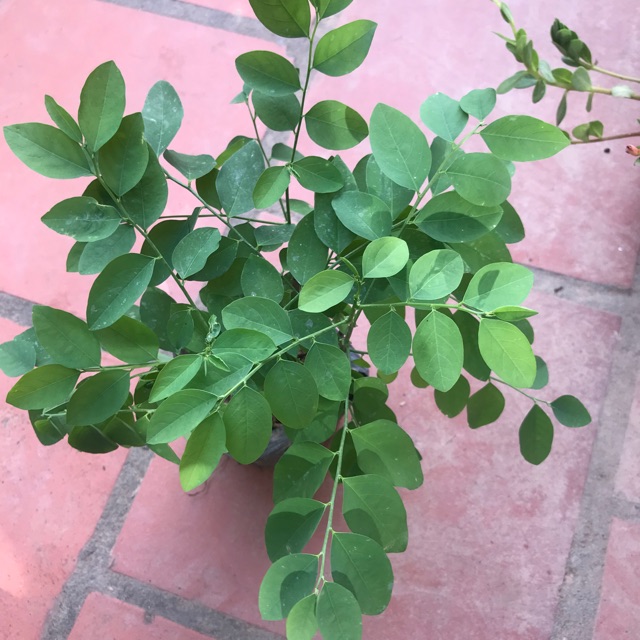 Rau ngót 20k/ bầu , mua 10 bầu chỉ 190k