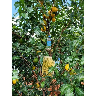 Cây vú sữa hoàng kim