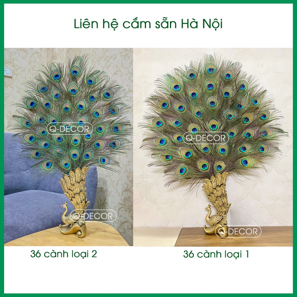 Lông công phong thủy Q Decor, dài 80-90cm, mắt to 4-6cm, nhập khẩu Ấn Độ