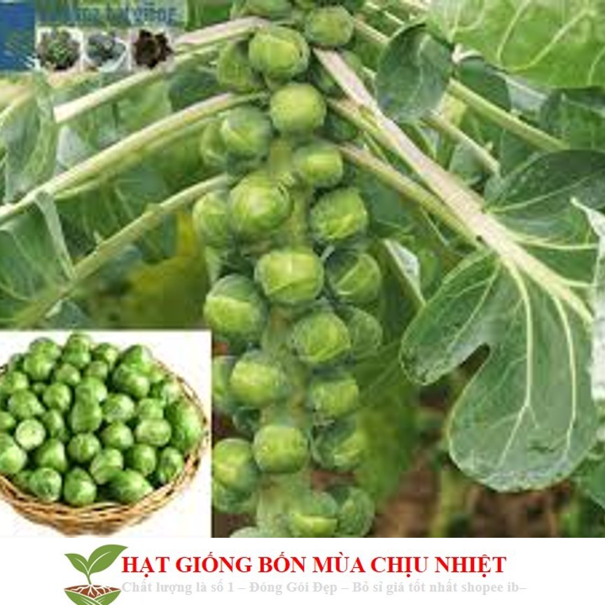 Gói 50 Hạt Giống Cải Bắp Tí Hon - Long Island II (Brassica oleracea var. gemmifera)