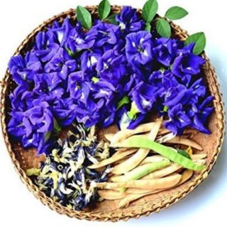 hạt giống hoa đậu biếc 50 hạt