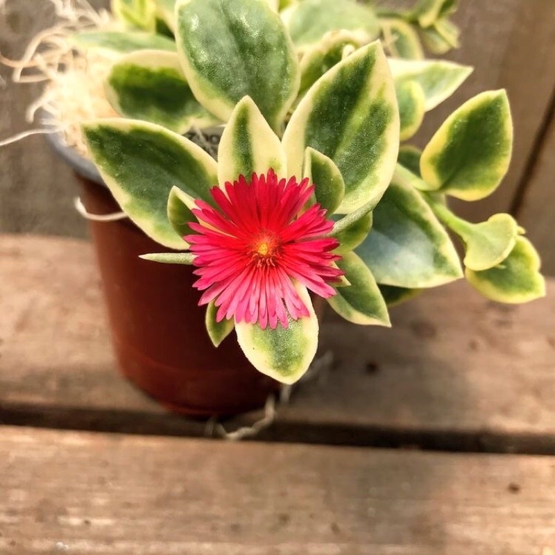 Baby Sun Rose