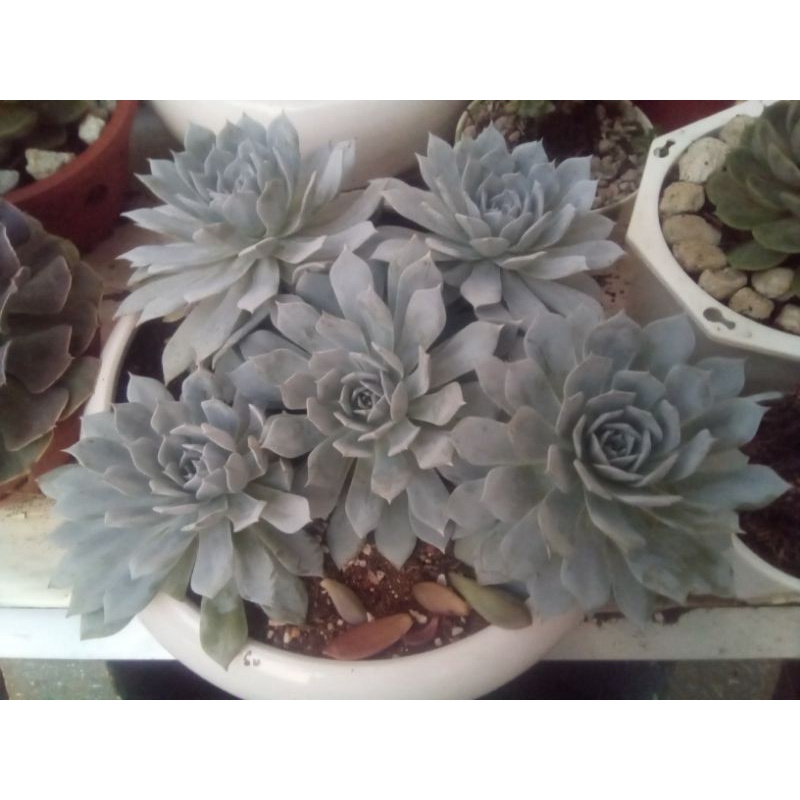 Combo 5 cây sen đá ngọc trinh ( không chậu)