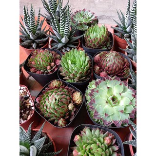 🌷Sen đá các loại🌷