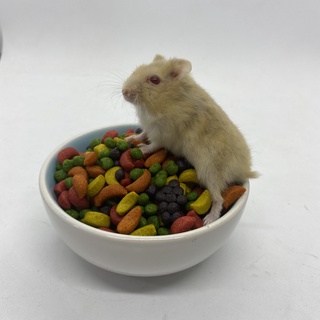 Hạt trái cây kaytee cho hamster [PET FOOD ONLINE]