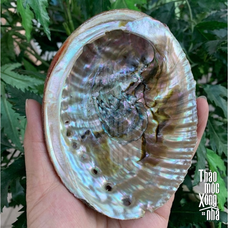 Đĩa Ốc Xà Cừ Ánh Tím Purple Chile - Vỏ sò đốt xô thơm (Natural Abalone Shell) - THẢO MỘC XÔNG NHÀ