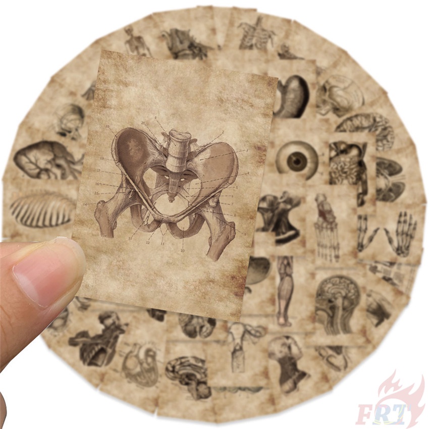 ❉ Hình Dán Nghệ Thuật Giải Phẫu Con Người Cổ Điển Series 01 ❉ Bộ 55 Sticker Chống Thấm Nước Họa Tiết Doodle Hợp Thời Trang