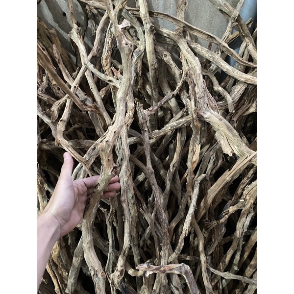 1Kg Lũa Linh Sam Thuỷ Sinh, Bán Cạn... Kích Thước 10cm - 200cm