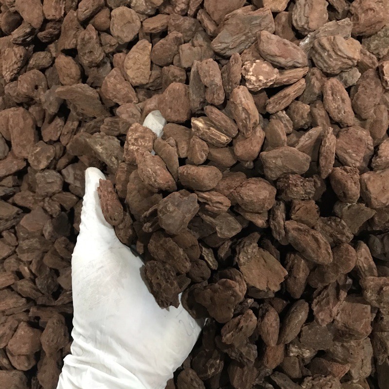 1kg vỏ thông mài cạnh size 1*2cm