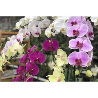 hoa lan hồ điệp đang nụ .
