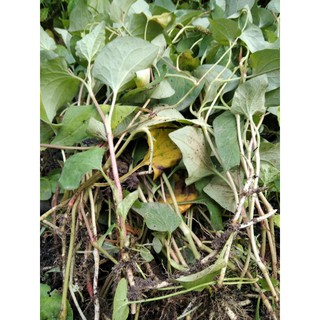 Rau diếp/ dấp cá giống (50 cây giống)