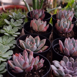 (Echeveria colorata var brandtii) Sen đá tuyết hồng nhọn