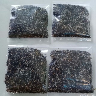 100 Hạt giống cây đuôi chuột ( mạch lạc )