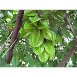 Cây giống khế chua cây giống thuần chủng f1