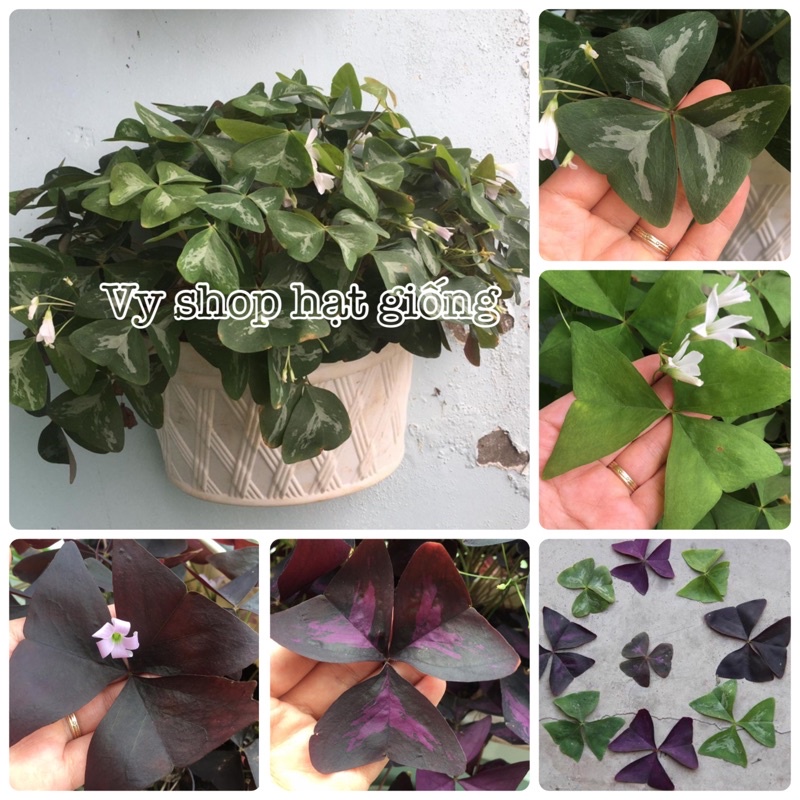 [Mã INCUBACK1416 hoàn 20K xu đơn 50K] Củ bướm đêm nhiều màu - oxalis triangularis