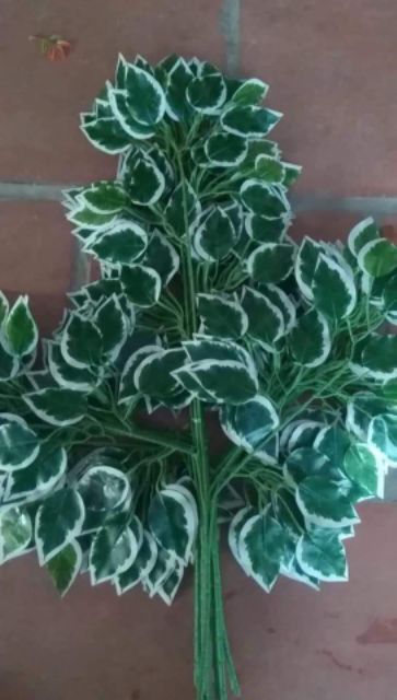 Cành lá si trang trí nhà cửa