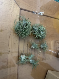 Cây không khí(Tillandsia )