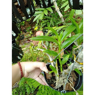 hoa phong lan trầm tím rừng chậu phi 12