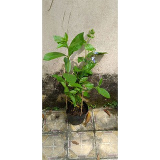 Hoa thanh điệp(hoa cánh tiên)