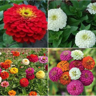 Hạt giống cúc lá nhám mix 50 hạt (TẶNG gói kích thích hạt nảy mầm)