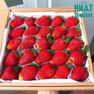 [Giao nhanh] Dâu tây giống Nhật skyberry