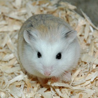 Mùn cưa gỗ thông nhập khẩu cho chuột Hamster đã tẩm, sấy, khử khuẩn - Mu01
