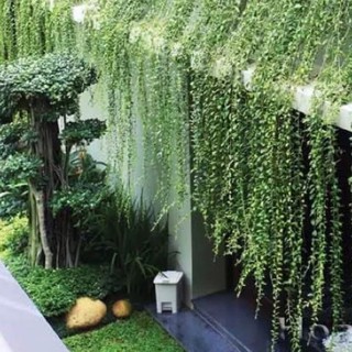 cây cúc tần ấn độ | cây cảnh trang trí | giúp làm mát không gian sống của bạn