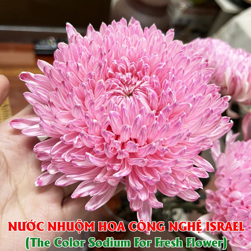 NƯỚC NHUỘM HOA CẮT CÀNH ĐỦ MÀU SẮC THEO CÔNG NGHỆ ISRAEL GIÚP HOA TƯƠI HÚT NƯỚC ĐỂ ĐỔI MÀU SẮC