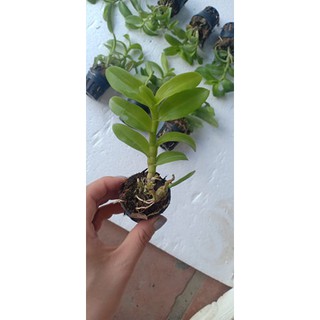 [Rẻ Vô Địch] Phi Điệp Nù 68 ( Cây con giống gieo hạt)