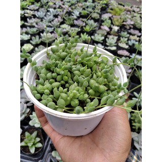 Sen hạt ngọc dài ( size trung )