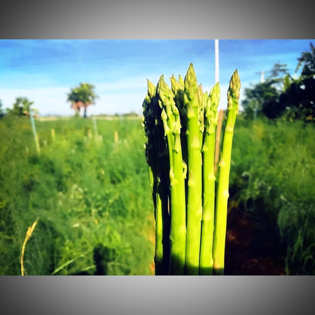 Cây giống măng tây tím