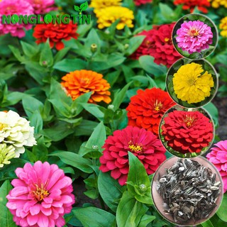 Hạt giống hoa Cúc Lá Nhám nhiều màu (1 gói 50 hạt)