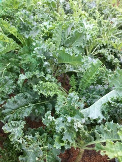 Hạt giống cải xoăn kale