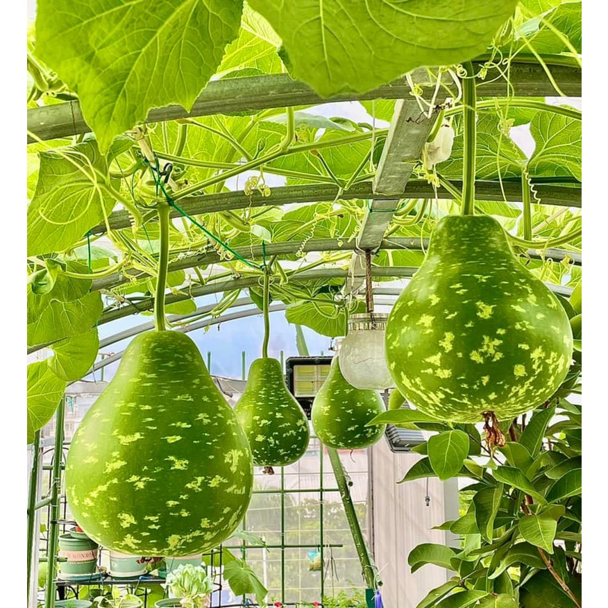 Gói 5 hạt giống bầu sao Đài Loan Yongfang-  tỷ lệ nảy mầm 95%