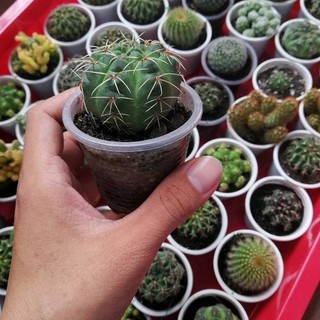 xương rồng thần long