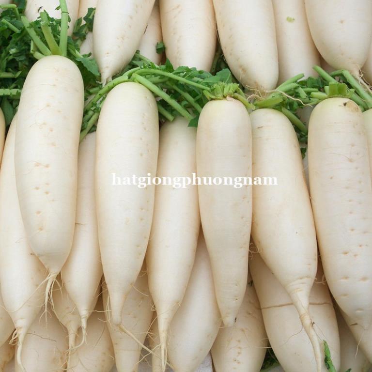 20GR - HẠT GIỐNG CỦ CẢI TRẮNG