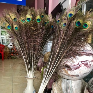 Bộ 10 cây lông công phong thuỷ loại 90-100cm( mắt to)