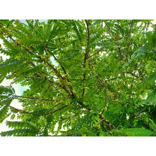 Mứt chùm ruột