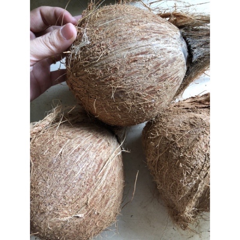 Dừa già nhiều nước quả to cùi dày trên 1kg