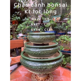 Ang tròn trồng cây bonsai dáng lùn lực