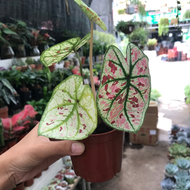 Cây Mon cảnh - Cây Muống Nhật