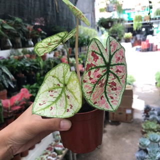 Cây Mon cảnh - Cây Muống Nhật