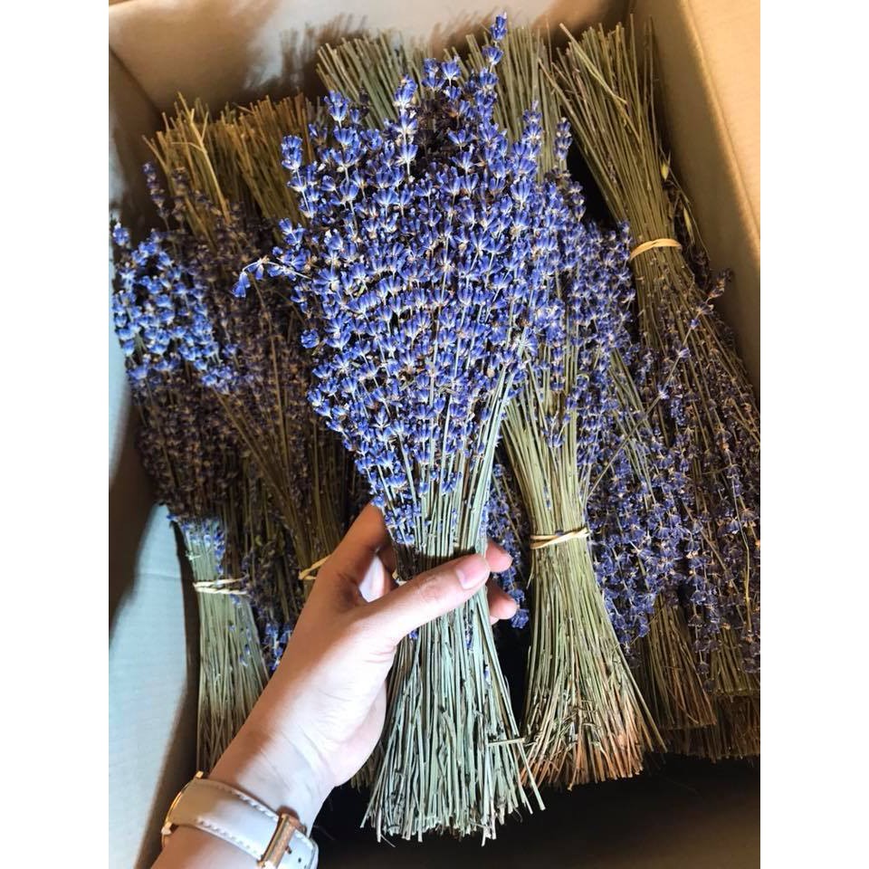 LAVENDER - HOA KHÔ NHẬP KHẨU TỪ NƯỚC PHÁP