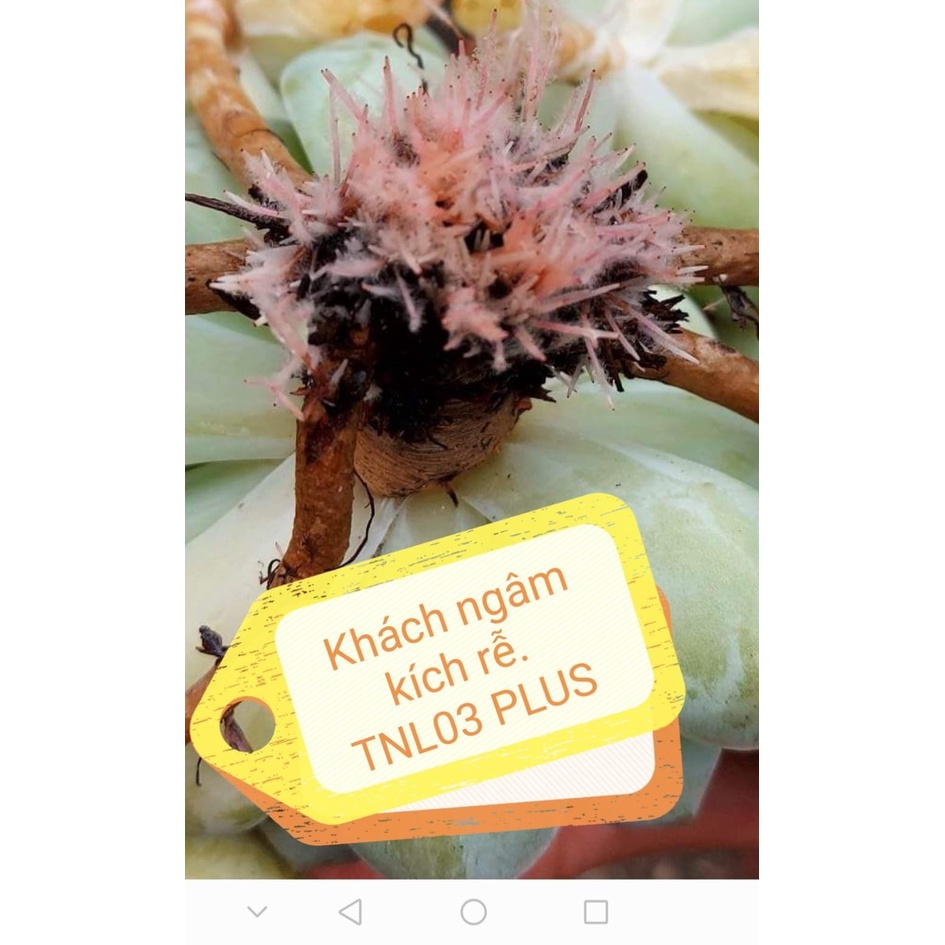Combo 3 sản phẩm chuyên dụng cho sen. 👍kích chồi👌 kích rễ 👍 dinh dưỡng Sản phẩm kiểm nghiêm ISO/IEC: 17025;2017