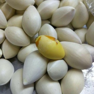 Bạch qủa tươi nguyên vỏ chất lượng [500g/1kg]