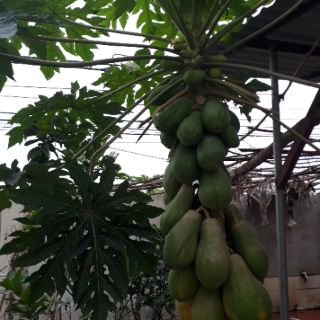 Quả đu đủ xanh -2kg/sản phẩm