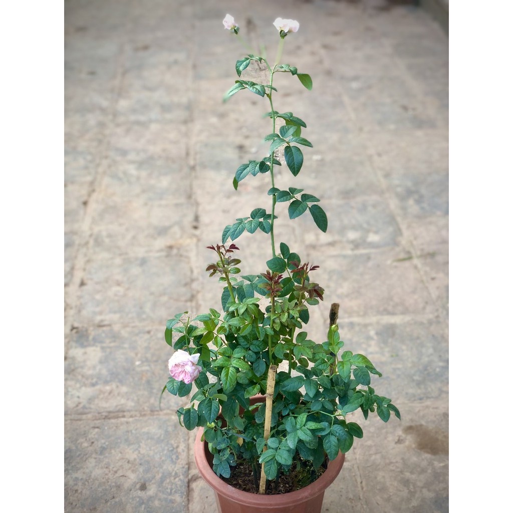 Cây hoa hồng leo nguyên bản trưởng thành - THẾ GIỚI HOA CÂY CẢNH - cao 60-70cm .