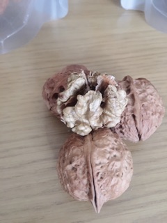 Hạt óc chó