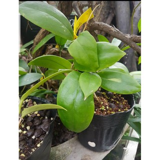 Lan Cẩm cù(cây giống,như hình)